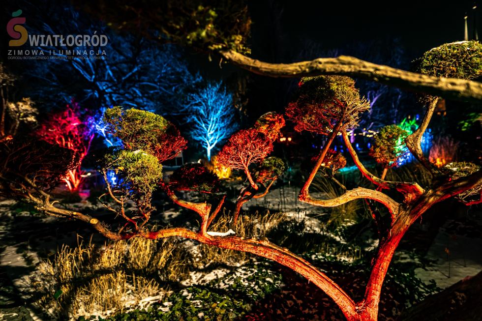Pokaz iluminacji we wrocawskim Ogrodzie Botanicznym